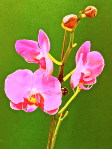 Leon Fontana-pink orchid-mixed media